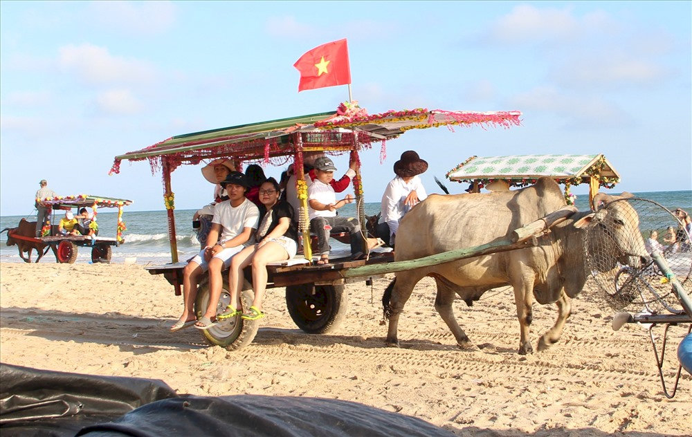 Trải nghiệm đi xe bò thú vị ở biển Cam Bình